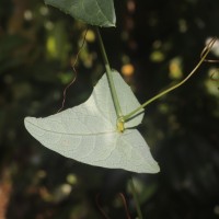 Solena umbellata (J.G.Klein ex Willd.) W.J.de Wilde & Duyfjes